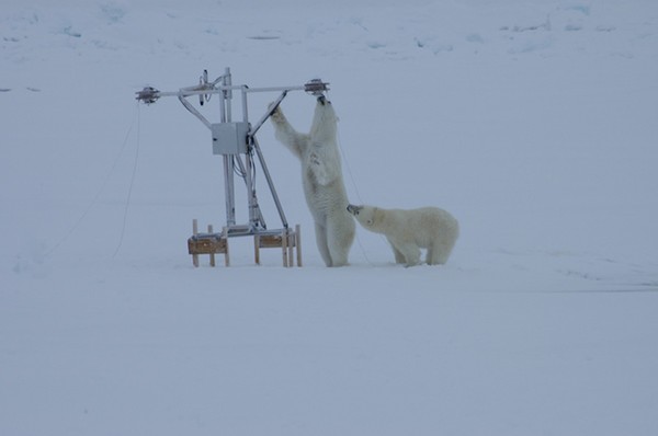 Polar Bears with Radiometer from Voluntary Prisoners of the Pack Ice to screen Saturday afternoon (5 July)